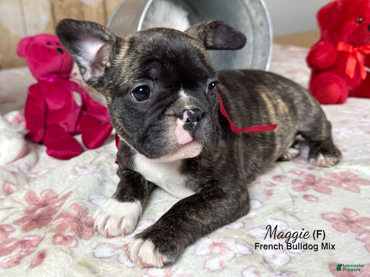 Mixed Breed dogs Maggie - Ad 2