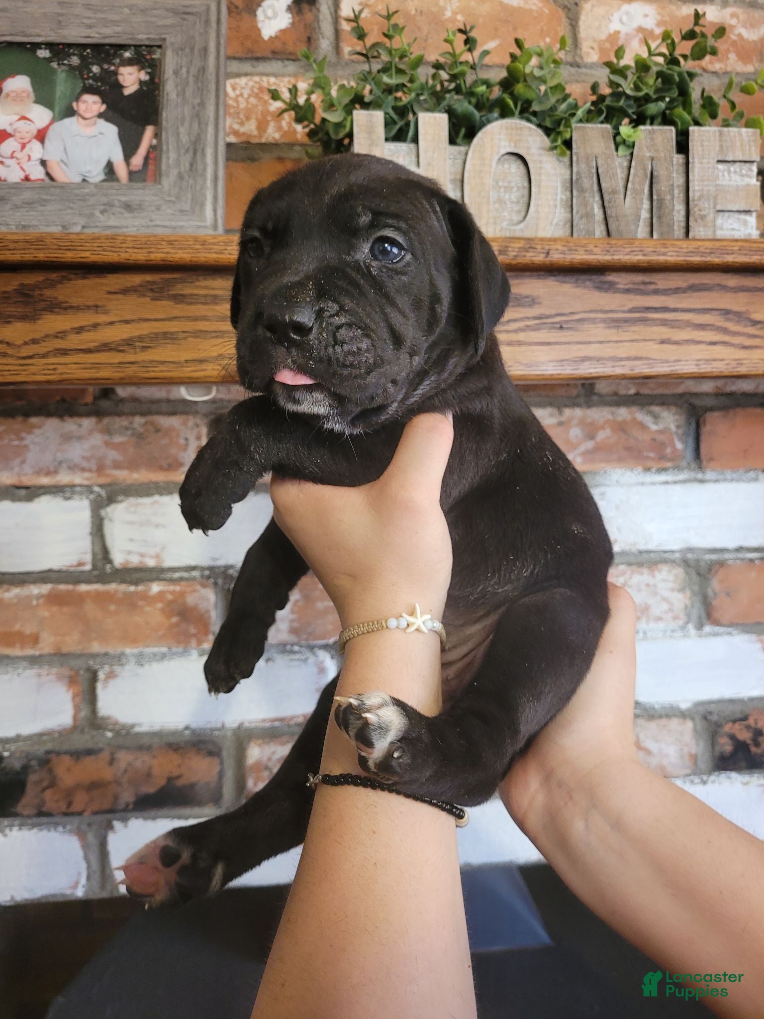 Cane Corso dogs Star - Ad 1