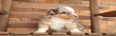 Australian Shepherd Puppy 2 Blue Merles