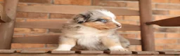 Australian Shepherd dogs for sale: Australian Shepherd Puppy 2 Blue Merles - Ad 1