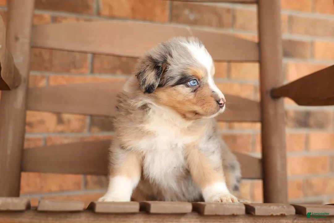Australian Shepherd dogs for sale: Australian Shepherd Puppy 2 Blue Merles - Ad 1