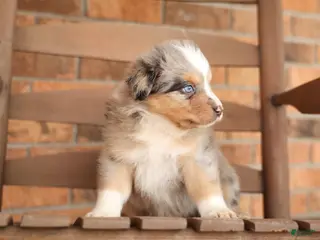 Australian Shepherd dogs Australian Shepherd Puppy 2 Blue Merles - Ad 7
