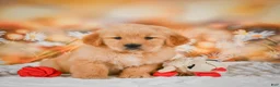 Golden Retriever dogs for sale: Willow - Ad 3