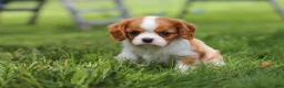 Cavalier King Charles Spaniel dogs for sale: Banks - Ad 12