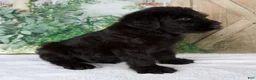 Giant Schnauzer dogs for sale: Kendrick  - Ad 4