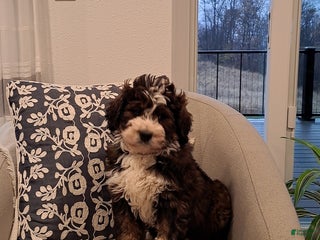 Bernedoodle dogs - Ad 22