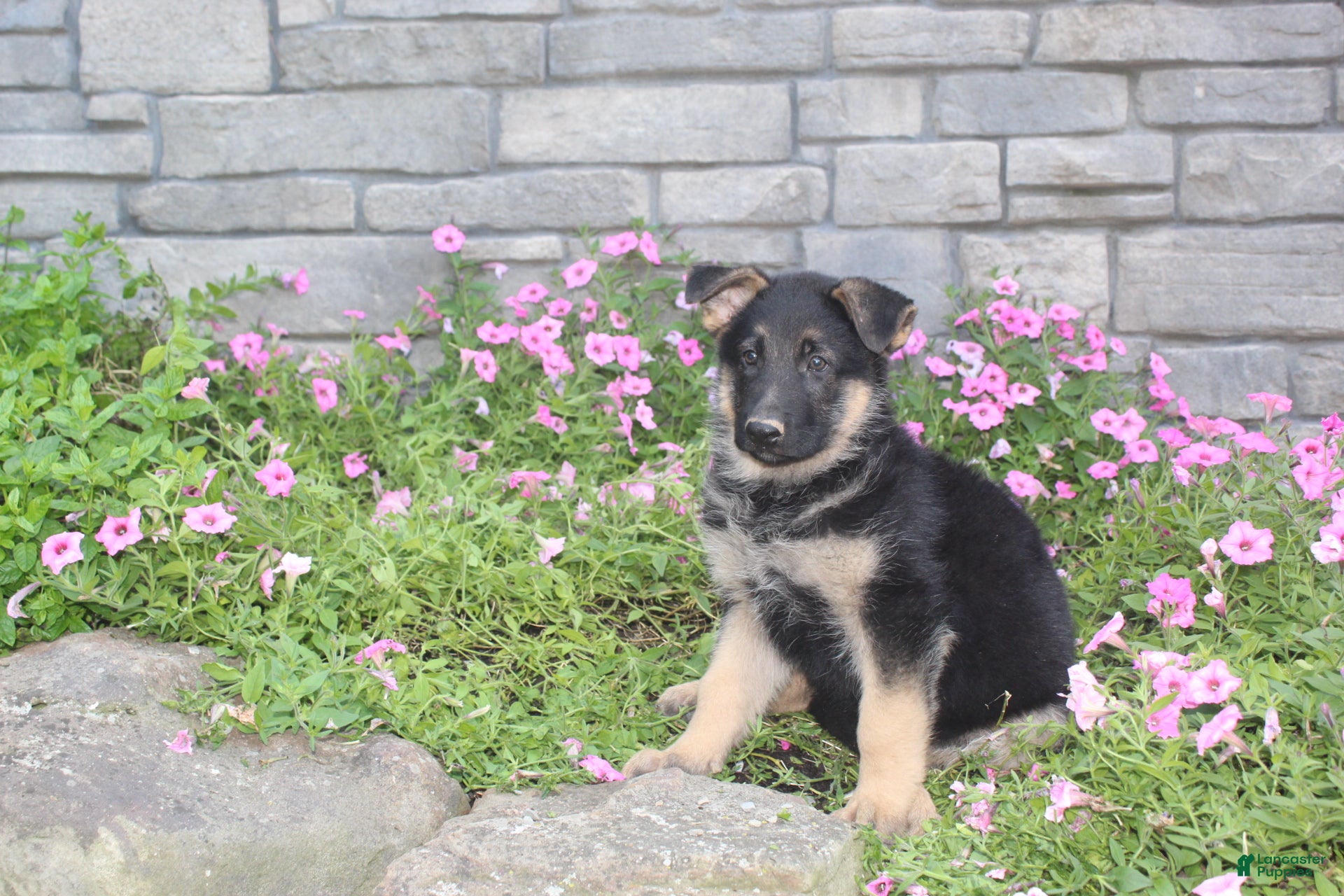 German Shepherd dogs Atlas - Ad 1