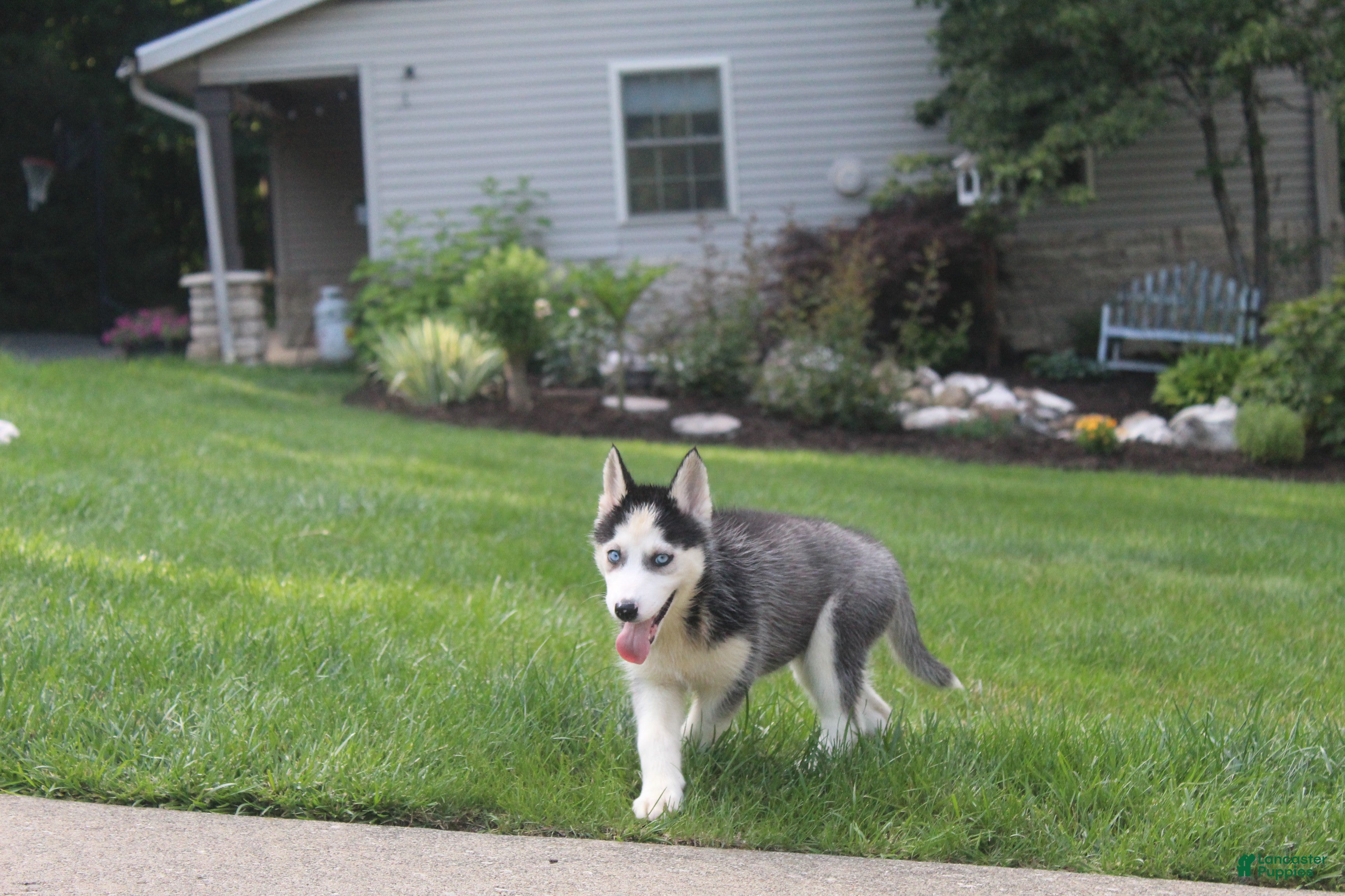 Siberian Husky dogs Trixie  - Ad 2