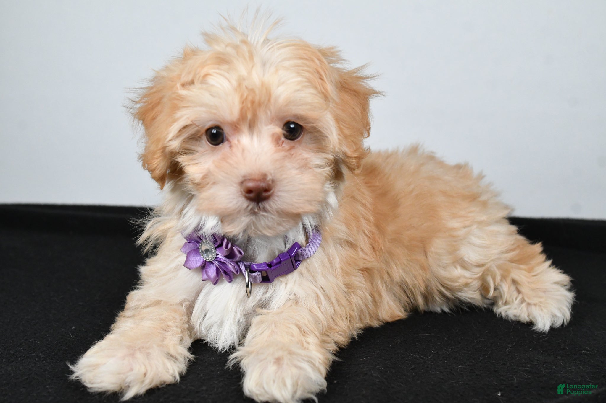 Maltipoo dogs Jessica - Ad 1