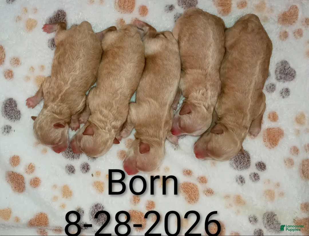 Havapoo dogs for sale: Zandra 🌷 - Ad 2