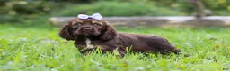 Cocker Spaniel dogs for sale: Sophia - Ad 4