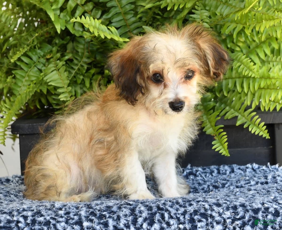 Havapoo dogs for sale: Owen - Ad 10