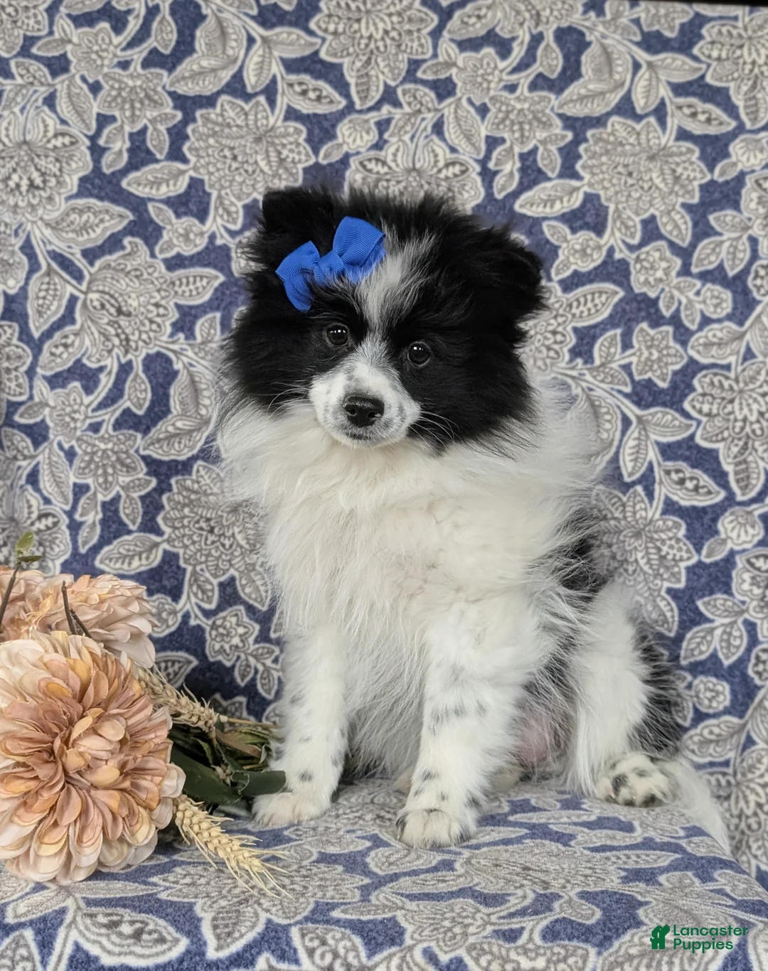 Pomeranian dogs for sale: Pheobe - Ad 3