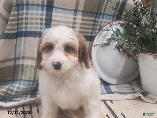 Cavapoo dogs Cody - Ad 11