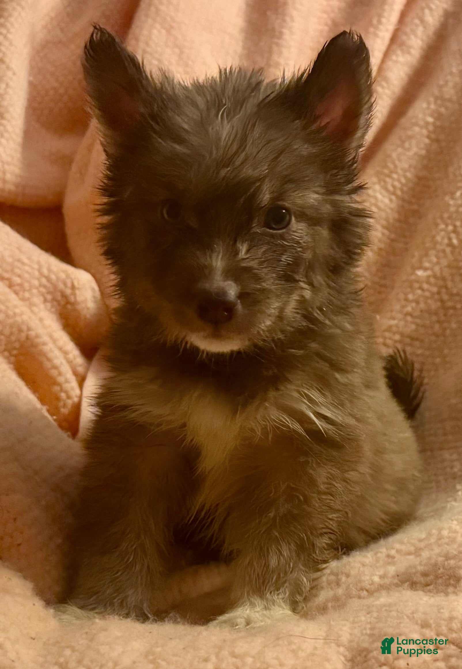 Siberian Husky dogs Noelle - Ad 4