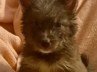 Siberian Husky dogs Noelle - Ad 4