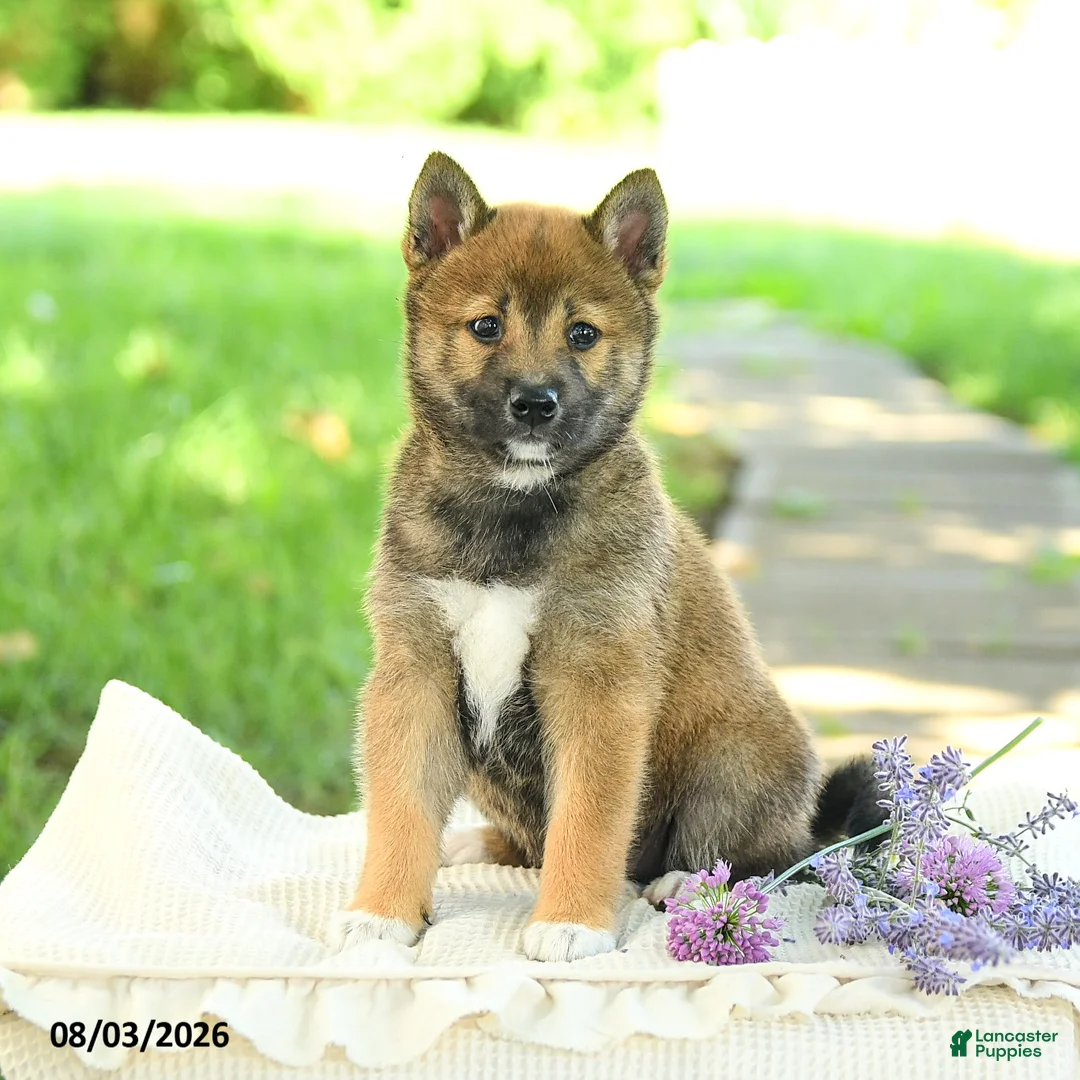 Shiba Inu dogs for sale: Diamond - Ad 1