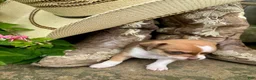 Chihuahua dogs for sale: Edward - Ad 3
