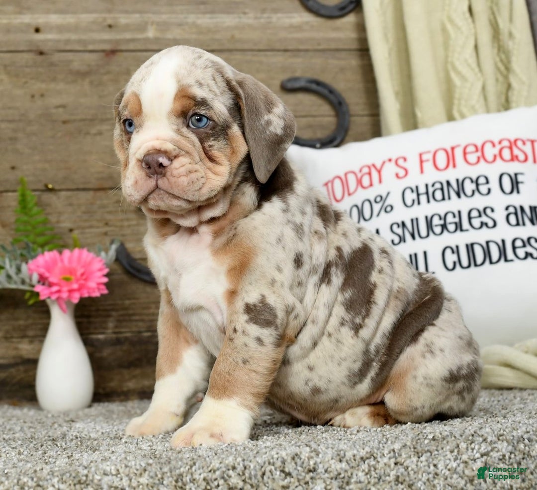 Dog Breeds English Bulldog Lab Mix For Sale Ben For Sale In Baltic