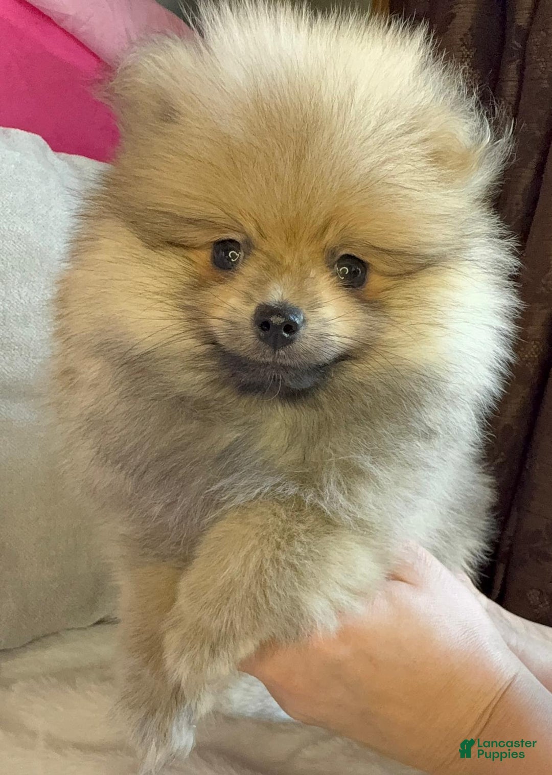 Pomeranian dogs for sale: Pomeranian Puppy George  - Ad 4