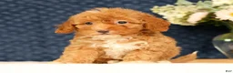 Havapoo dogs for sale: Haylee - Ad 3