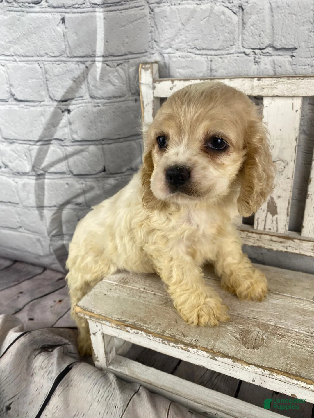 Cocker Spaniel dogs for sale: Clover - Ad 10