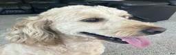 Mini Goldendoodle dogs for sale: Challenger💙🐶 - Ad 11