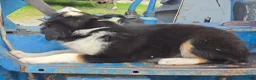 Border Collie dogs for sale: Sadie  - Ad 2