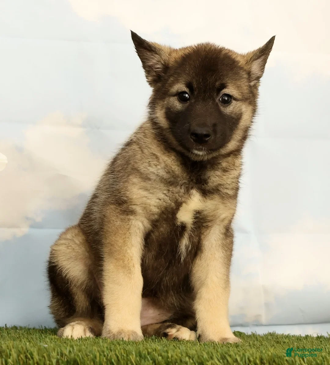 Mixed Breed dogs for sale: Kaye - Ad 2