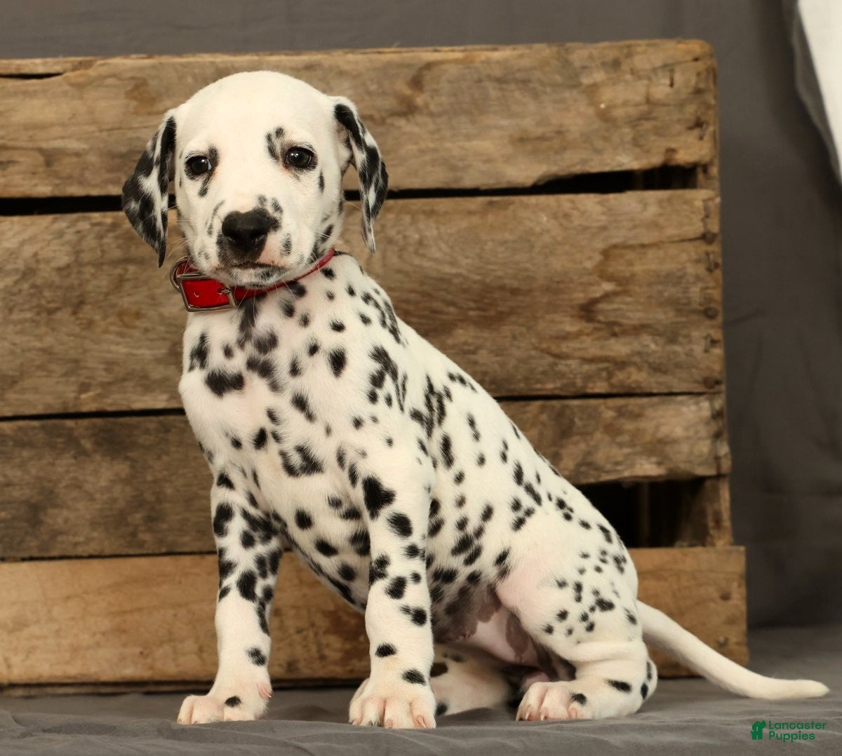 Dalmatian dogs Missy - Ad 1