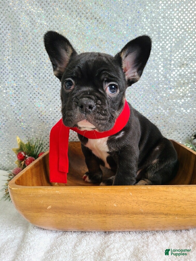 French Bulldog dogs Cash - Ad 18