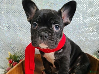 French Bulldog dogs Cash - Ad 11