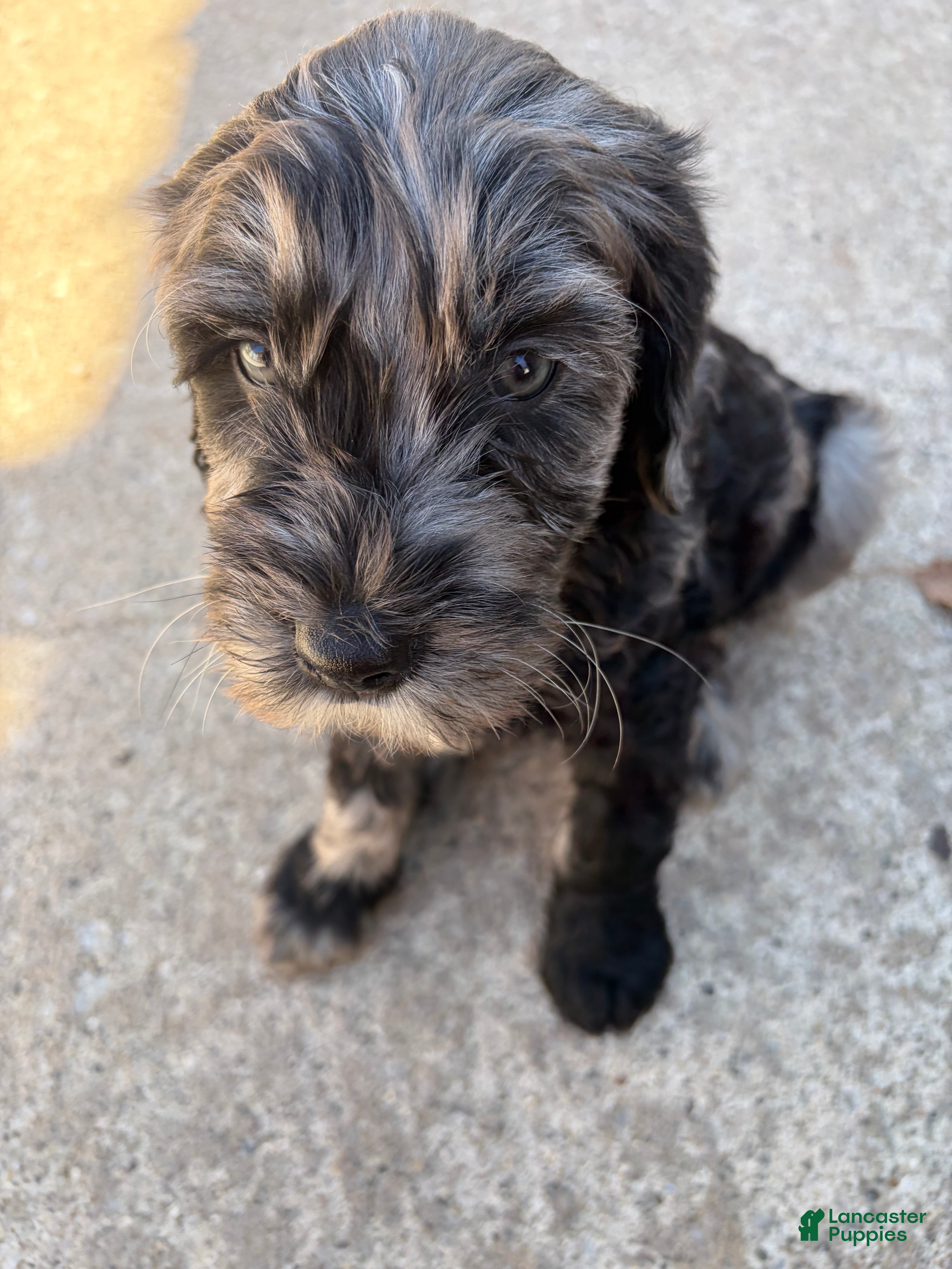 Mixed Breed dogs Mixed Breed Puppy 9 - Ad 31