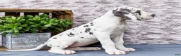 Great Dane dogs for sale: Kelly - Ad 12