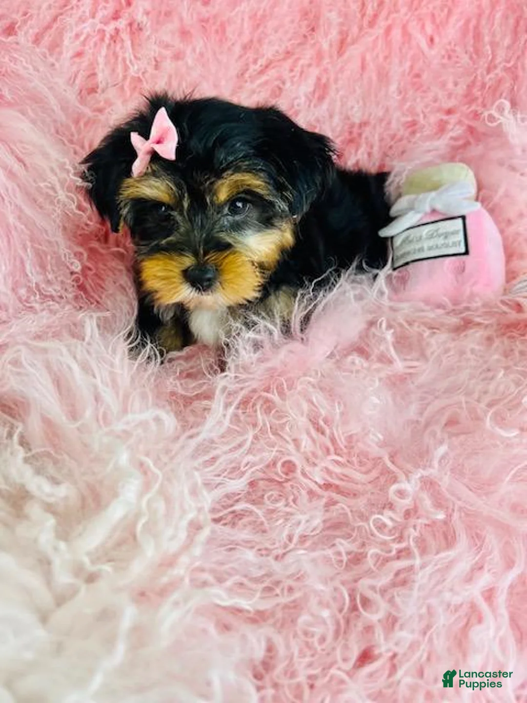 Yorkshire Terrier dogs for sale: Yorkshire Terrier 1 - Ad 2