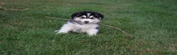 Alaskan Malamute dogs for sale: Tundra - Ad 4