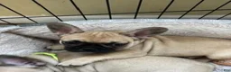 French Bulldog dogs for sale: Chungus(teal) - Ad 9