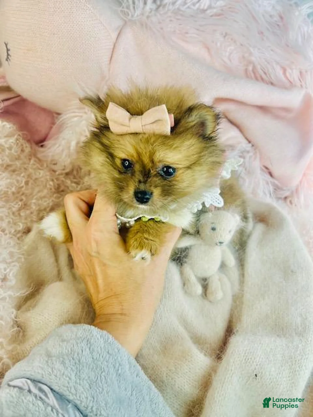 Pomeranian dogs for sale: Pomeranian Puppy 1 - Ad 2
