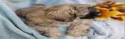 Shihpoo dogs for sale: Toffee - Ad 13