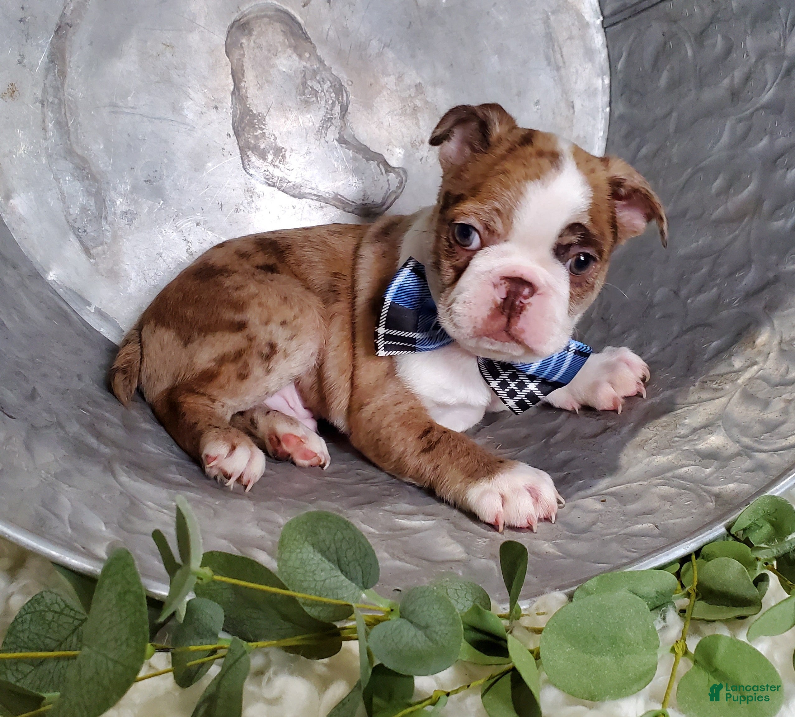 Boston Terrier dogs Jordan - Ad 1