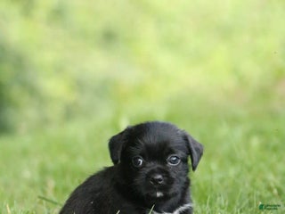 Mixed Breed dogs - Ad 41