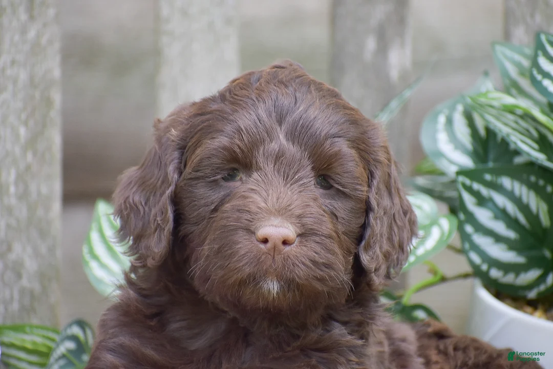 Portuguese Water Dog dogs for sale: Miley - Ad 2