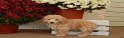 Toy Poodle dogs for sale: Teddy - Ad 2