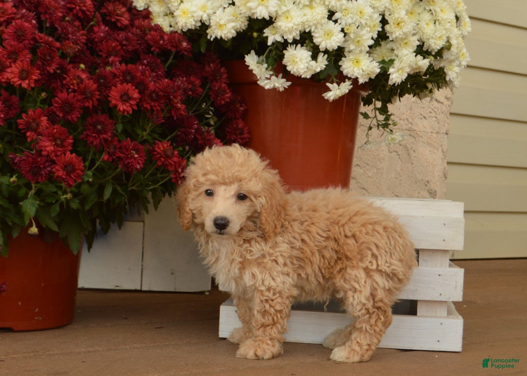 Toy Poodle dogs for sale: Teddy - Ad 2