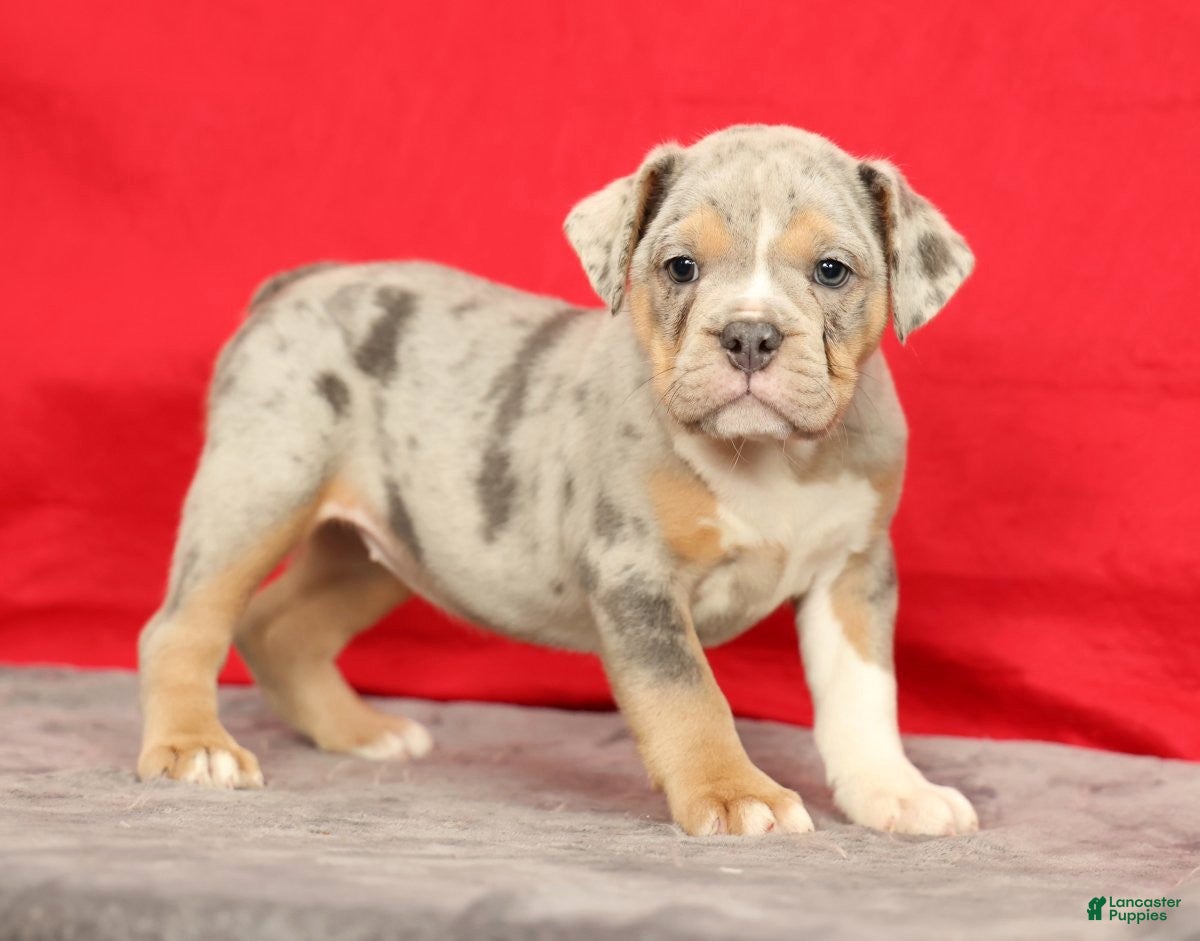 Beabull dogs Callie - Ad 1