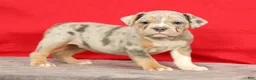 Beabull dogs for sale: Callie - Ad 1