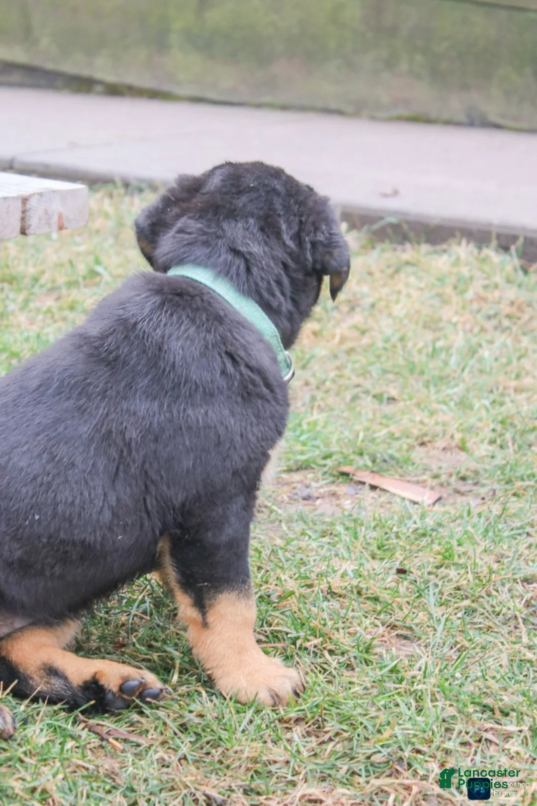 Rottweiler dogs for sale: Fern - Ad 2