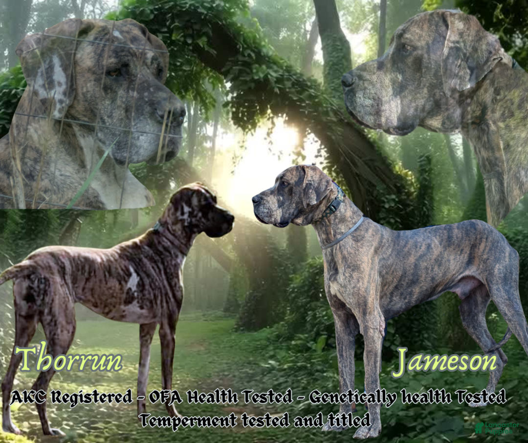Great Dane dogs for sale: Boromir Brindle Male Great Dane Puppy  - Ad 6