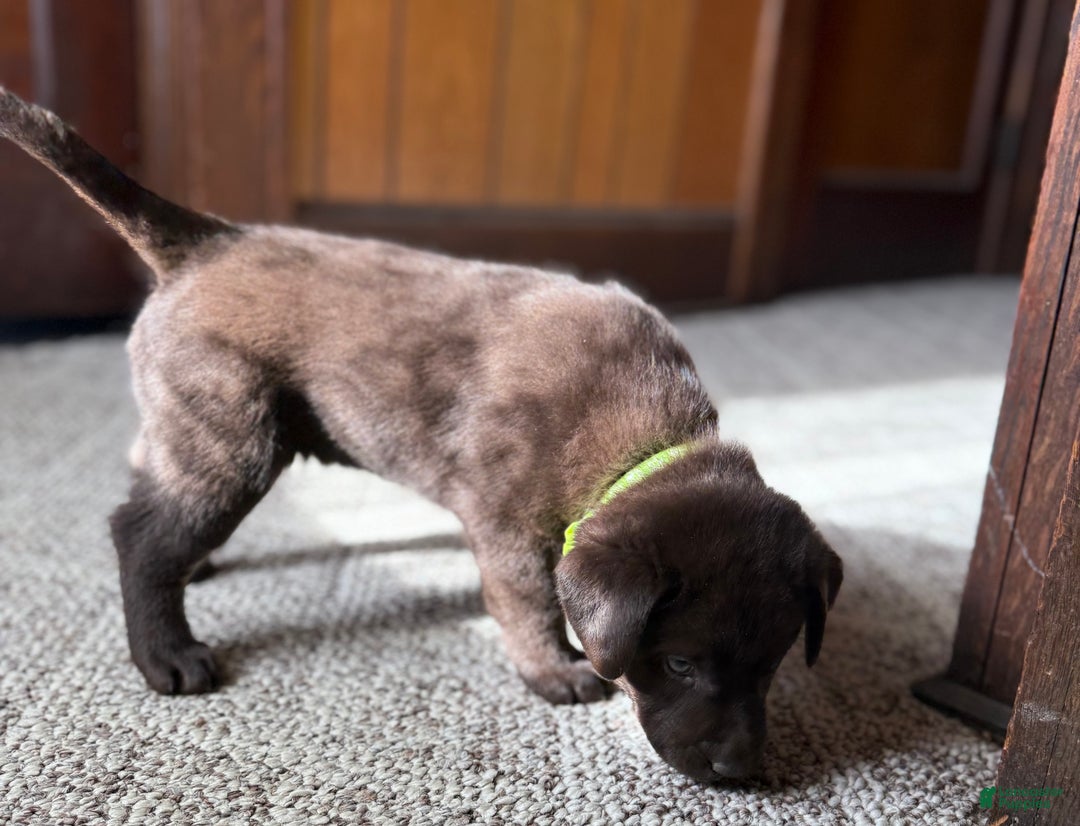 Labrador Retriever dogs for sale: Labrador Retriever JACKIE - Ad 3