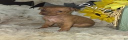 Miniature Pinscher dogs for sale: Diane stag chocolate brindle  - Ad 2